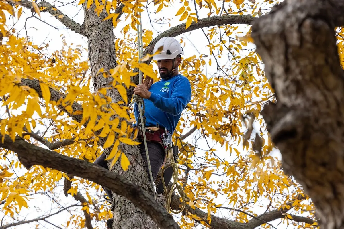 Skilled Tree Planting crew working in Arlington