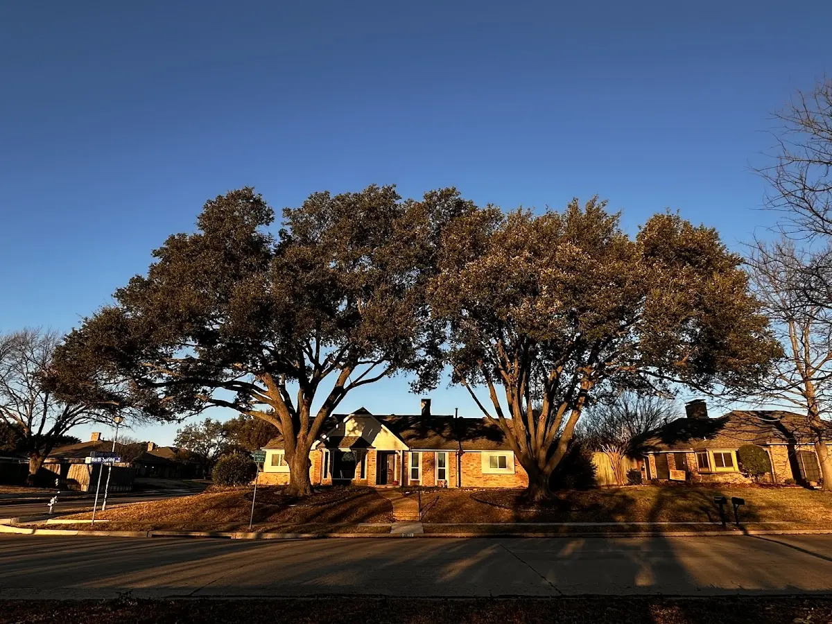 Established residential canopy tree shading a home in Arlington