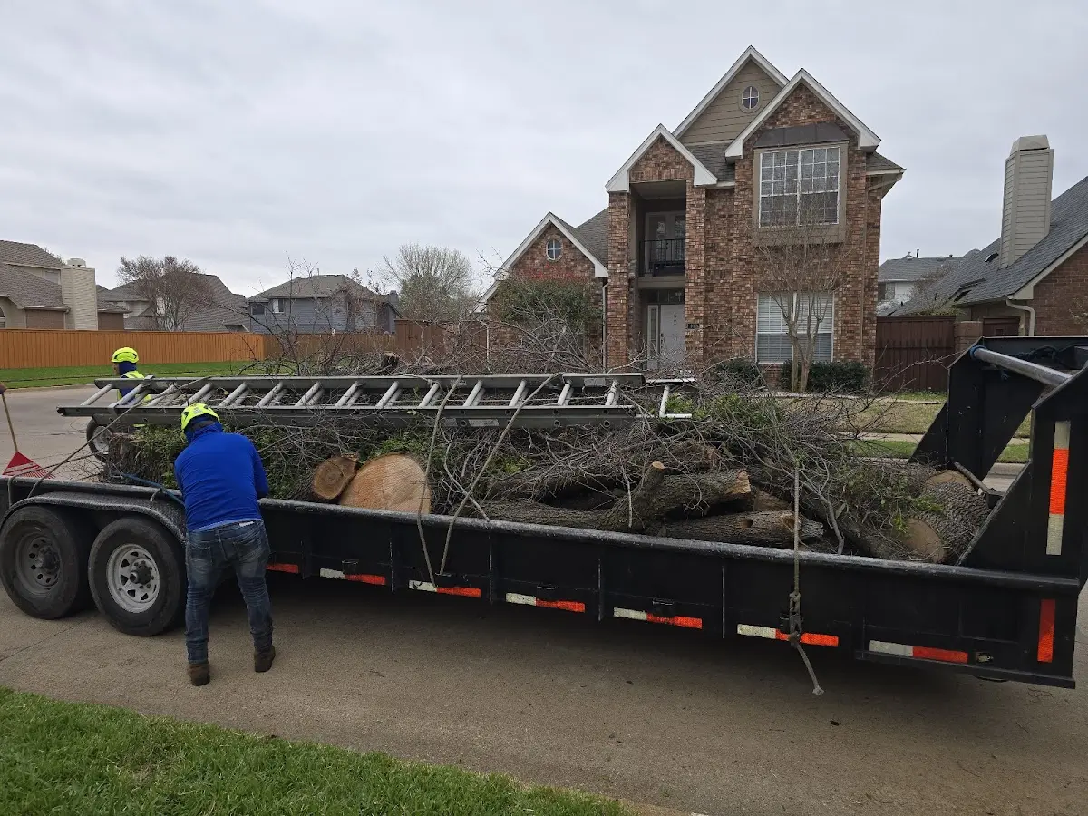 Expert Deadwooding with proper safety equipment in Arlington